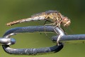 Sympetrum vulgatum female-10